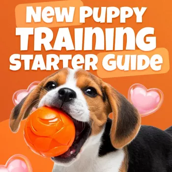 4-Week Puppy Training Plan: Potty, Crate, Commands